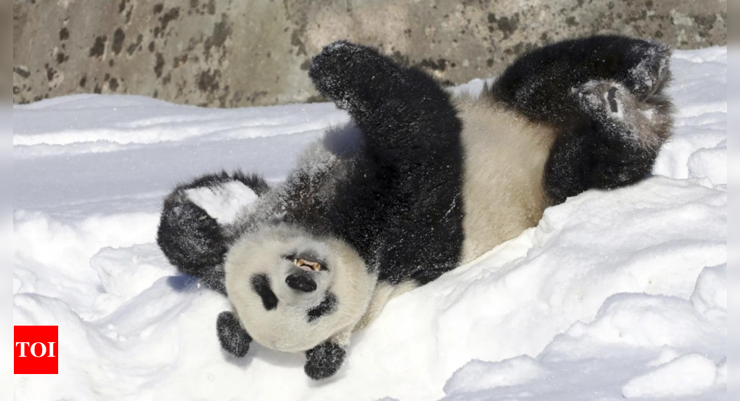 Pandas: Finnish zoo returning pandas to China eight years early, calling them ‘too costly to keep’