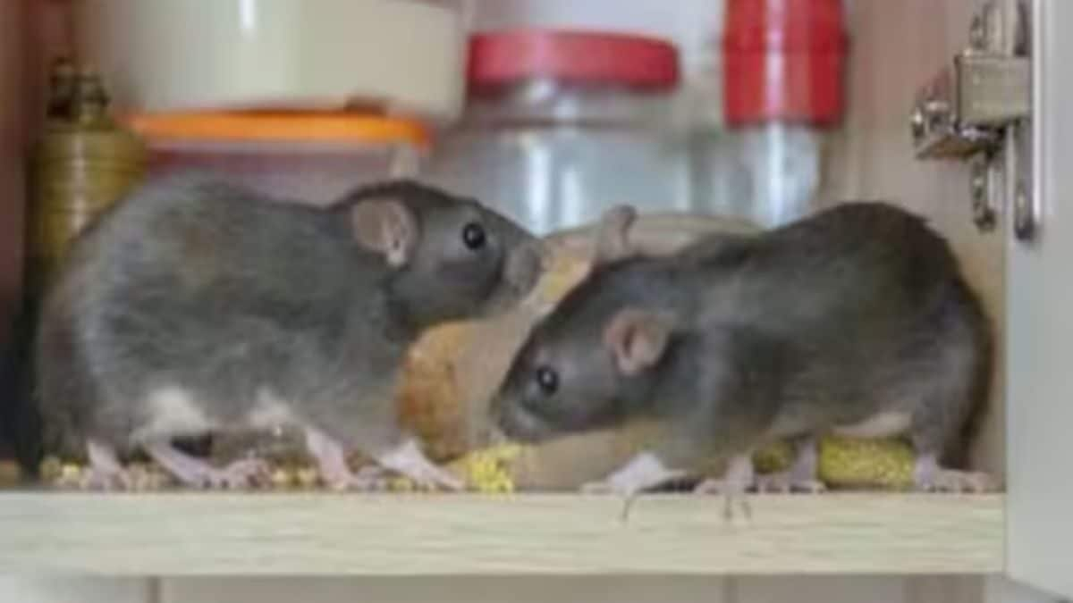 Tired Of Rodents? Alum May Be The Key To A Rat-free Home, Says Expert