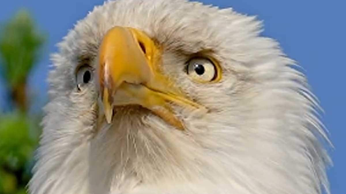 ‘Stay Focused’: Anand Mahindra Motivates Followers With Video Of Bald Eagle